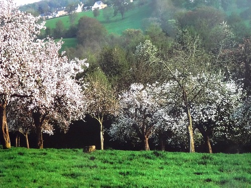 76-apple blossoms normandy france