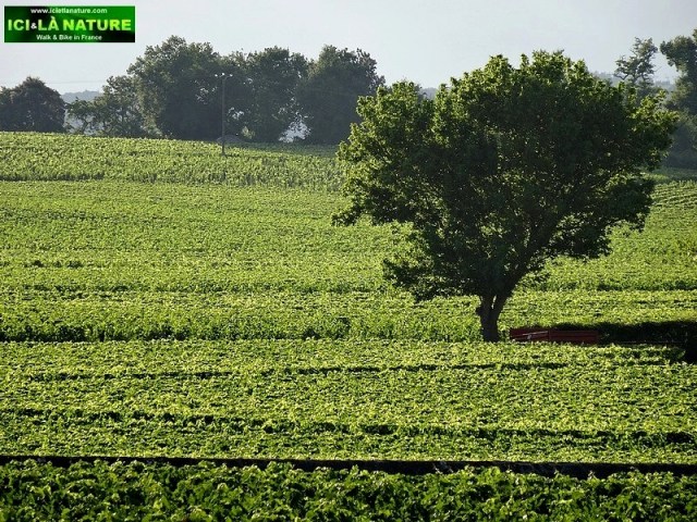 25-bordeaux saint emilion vineyards bike tour