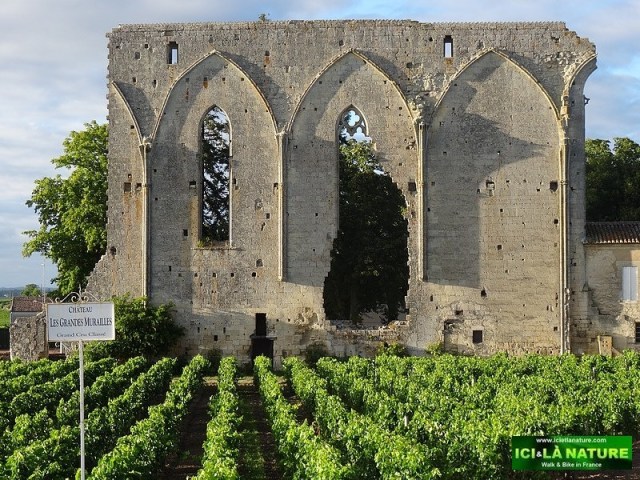 26-saint emilion vineyards chateau les grandes murailles