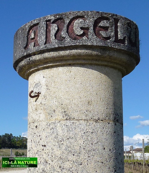 82-chateau angelus bordeaux vineyards