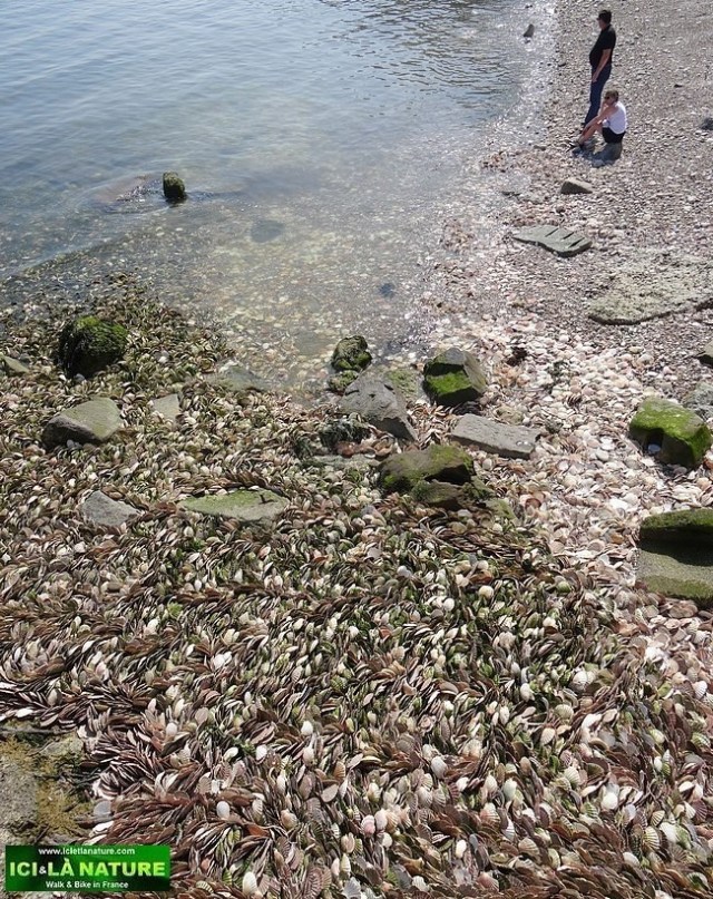 36-landing beach normandy