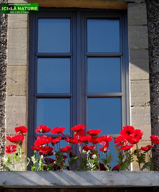 36-poppies normandy bayeux