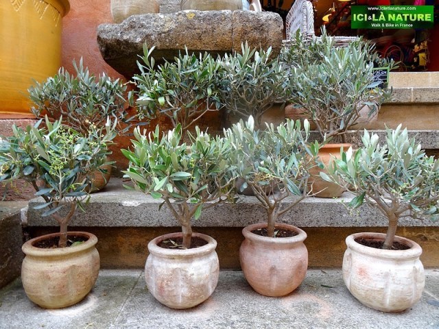 11-discovering provence roussillon