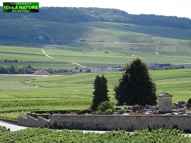 31-champagne vineyards landscape hautvillers