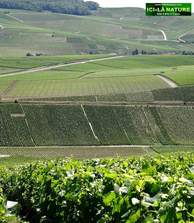 47-vineyards epernay champagne