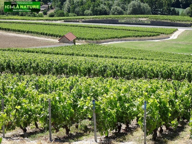 50-vignoble champagne epernay