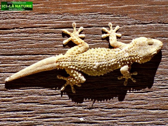 56-gordes luberon provence