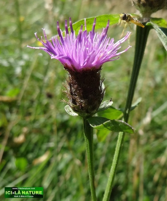 09-cycling mountains pyrenees