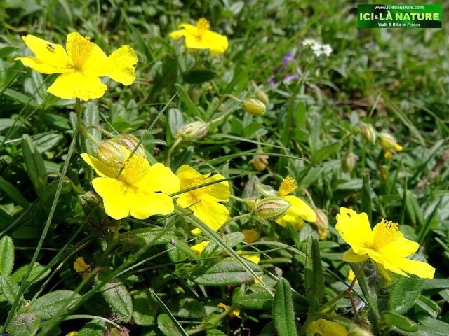 27-mountains flowers pyrenees photos