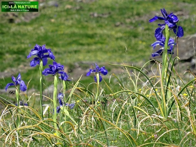 28-mountains pyrenees flowers photos