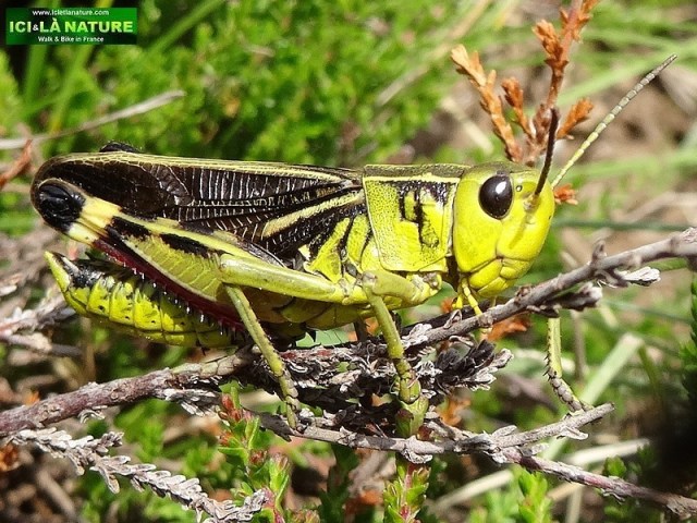 32-faune montagne france