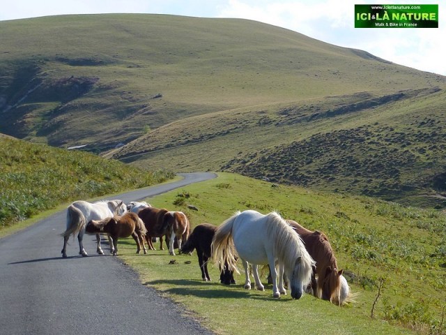 52-chevaux basques horses