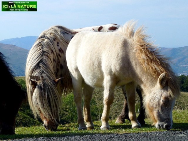 54-wild horses basque country mountains