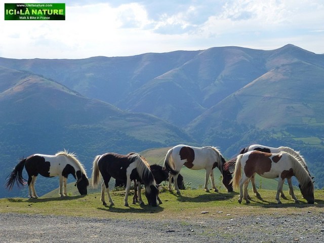 55-wild horses mountains france