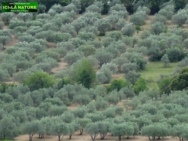 03-olive plantation provence