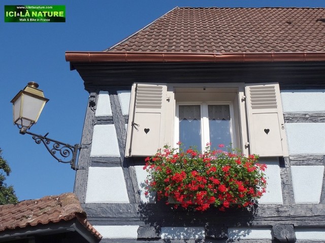 04-alsace wine cycling trail