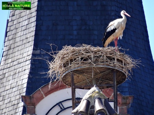 52-stork's nest alsace france