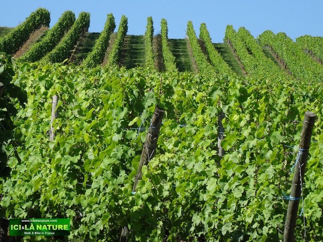 64-alsace vineyard landscape