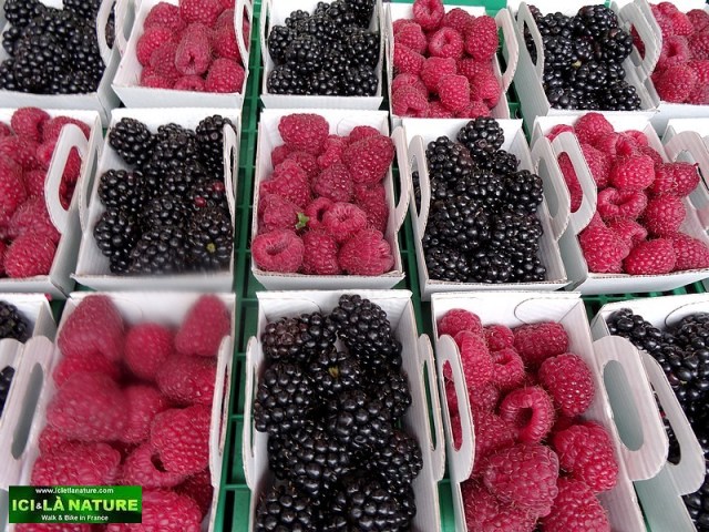 12-provence biking holidays france