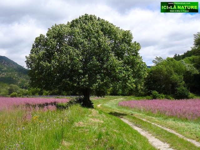 44-holidays provence france vaucluse