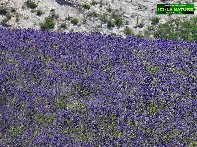 49-lavenders fields provence mountains