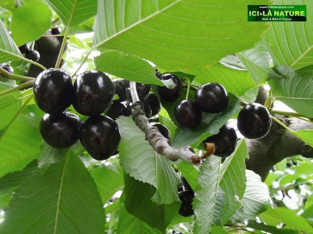 62-fruits de provence