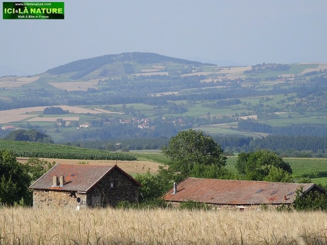 08-stevenson with a donkey trail