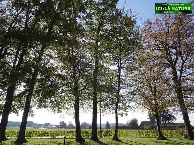 29-delville wood south african first world war