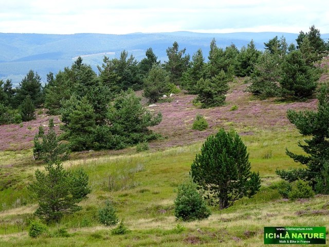 36-chemin de stevenson cevennes france