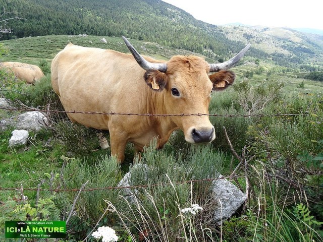 38-hiking the stevenson' s trail in cevennes