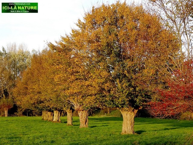 80-wilfred owen death the last way 4 nov 1918
