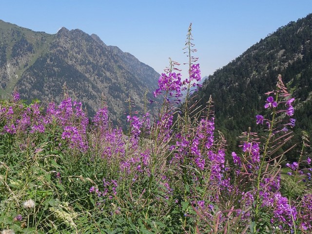 49-fleurs de montagne