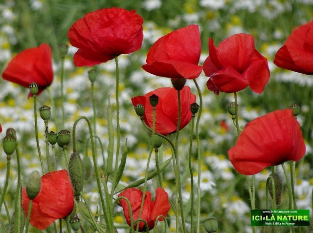 08-poppies