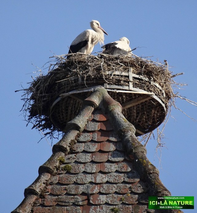 69-nid-de-cigognes-france-alsace