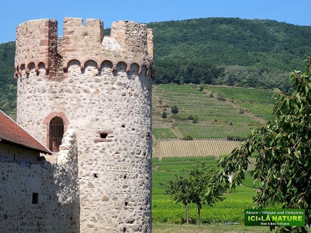 01-CYCLING TOUR ALSACE