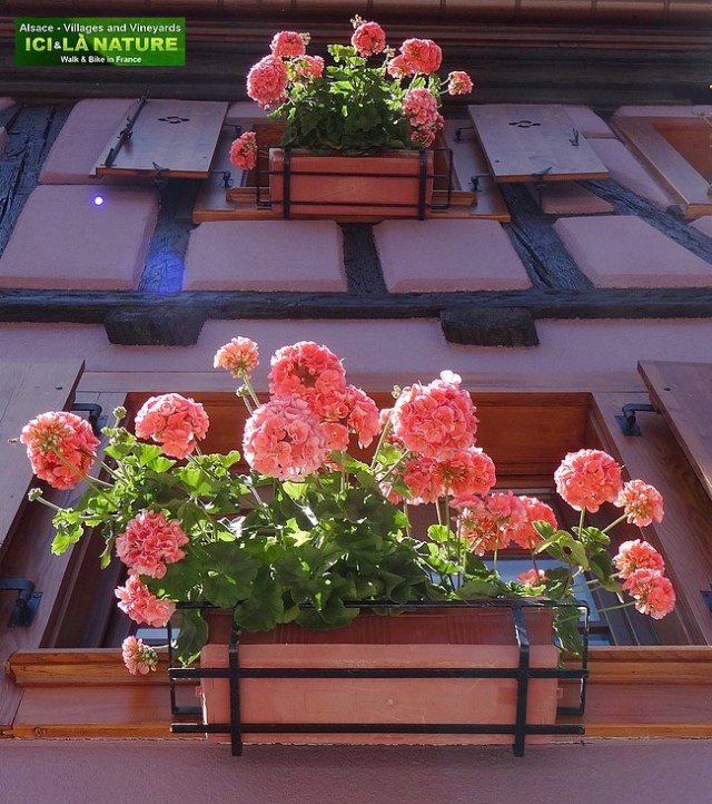 25-alsace wine tour road biking