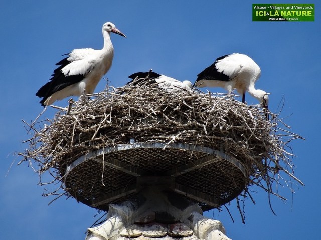 28-cigogne symbole alsace
