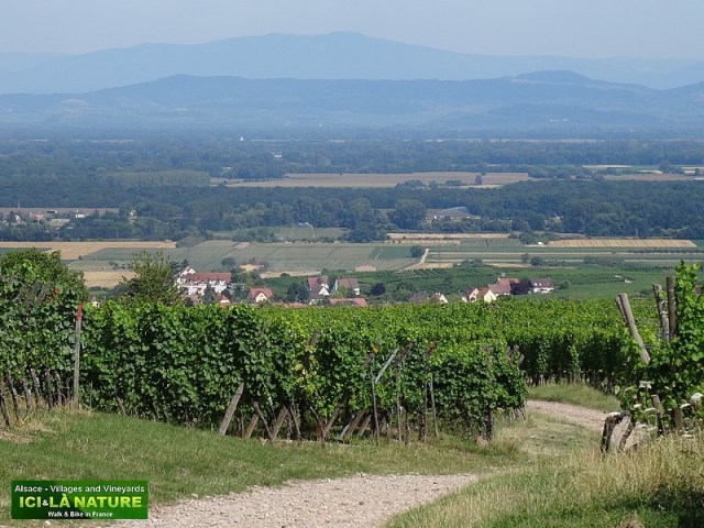 45-walking in alsace