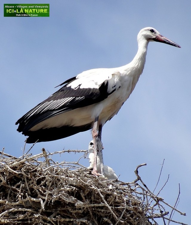 47-où voir des cigognes en alsace kayserberg