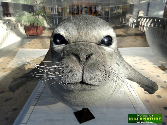 04- cité de la mer cherbourg normandy