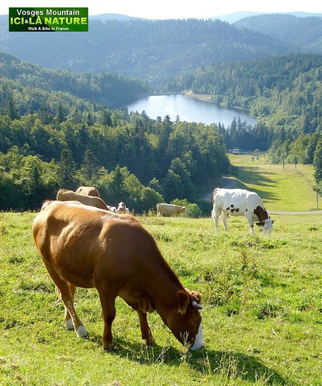 22-photo chaumes vosges route des crêtes