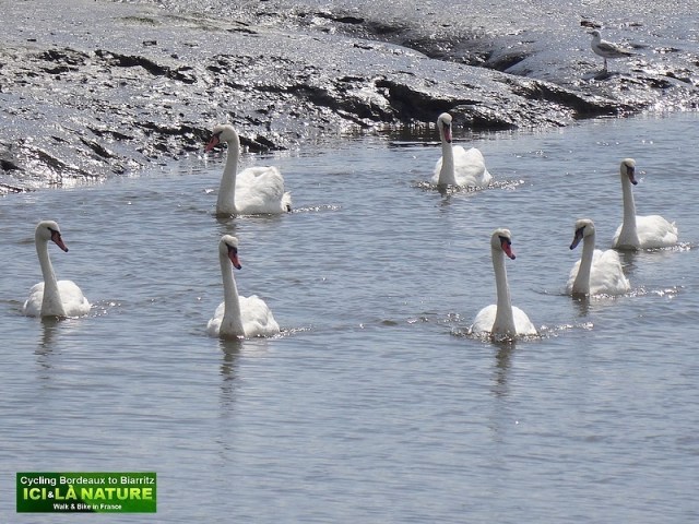 23-arcachon bassin birds