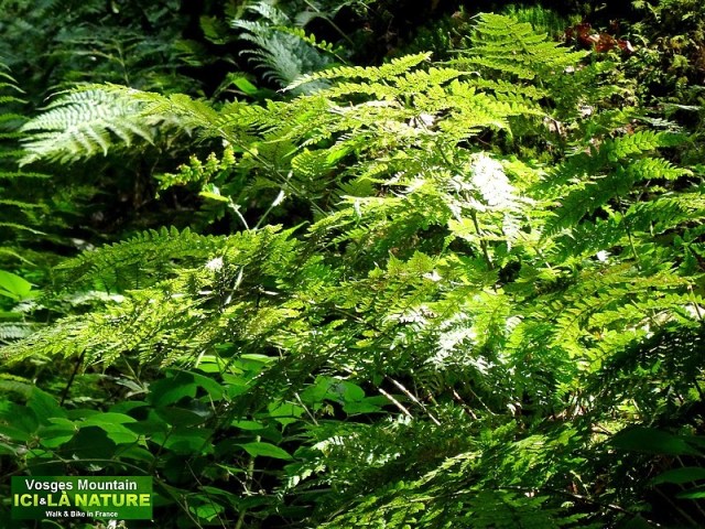 30-wild nature europe