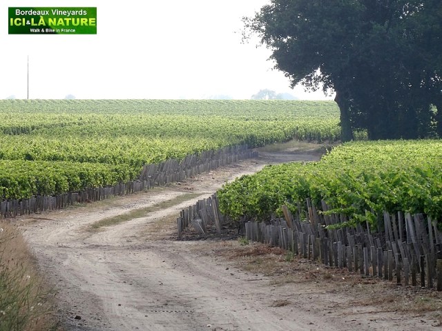 46-biking tour bordeaux vineyards