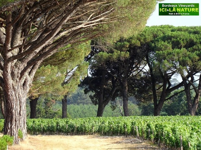 50-biking trip in south france bordeaux