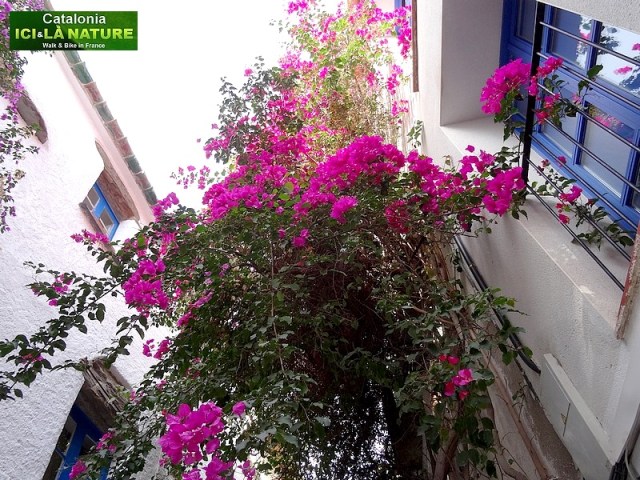 55-flowers in the spanish streets