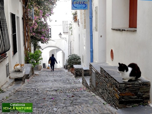 57-cats in the street spain