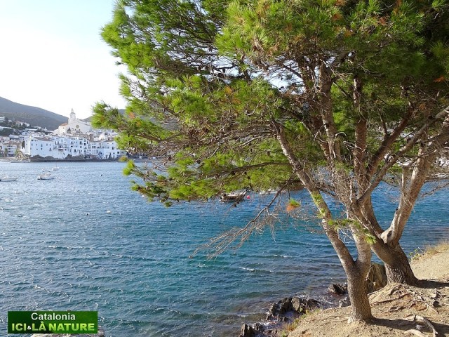90-walking holidays costa brava cadaques