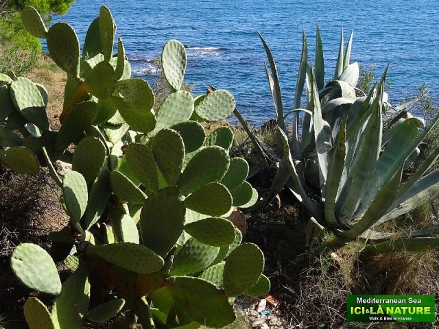 22- promenade vegetation mediterraneenne
