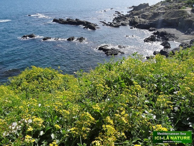 27- where walk in mediterranee